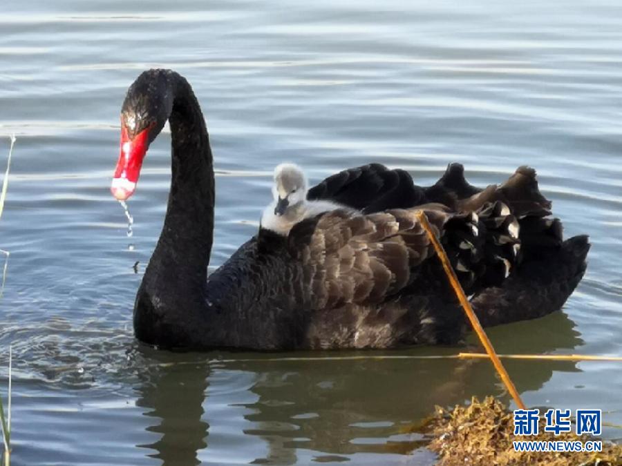 萌化了！黑天鵝寶寶出窩“游湖”