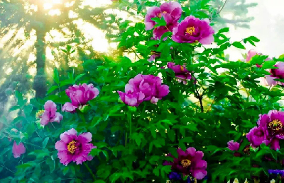 【“甘味”故事】“百花王”駕到！國色傾城正當時