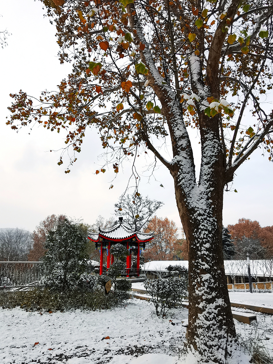 高清大圖|天水弘文園初雪，你喜歡嗎？