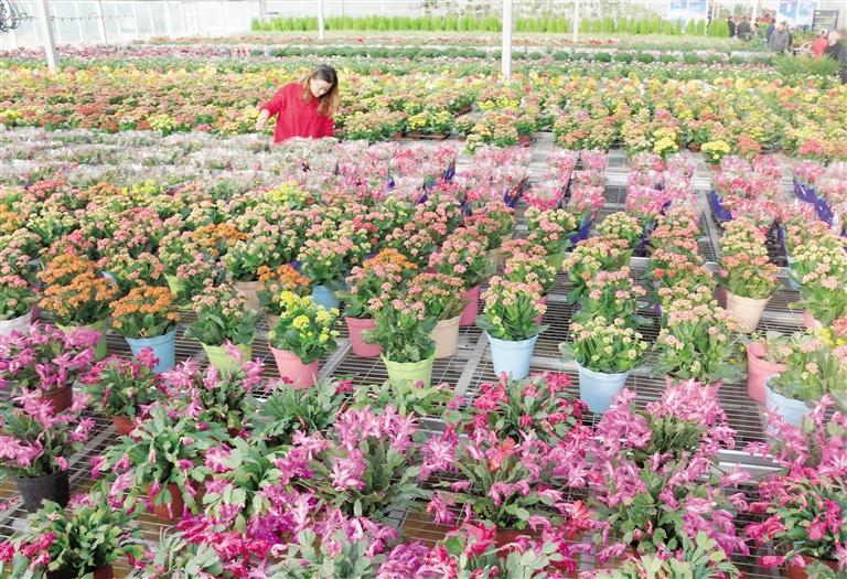 臨夏縣20多萬株水仙花、杜鵑、蝴蝶蘭等60多種花卉競(jìng)相綻放