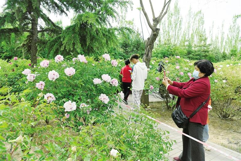 臨夏市北濱河路60里牡丹長(zhǎng)廊里不同品種、顏色各異的牡丹花爭(zhēng)奇斗艷
