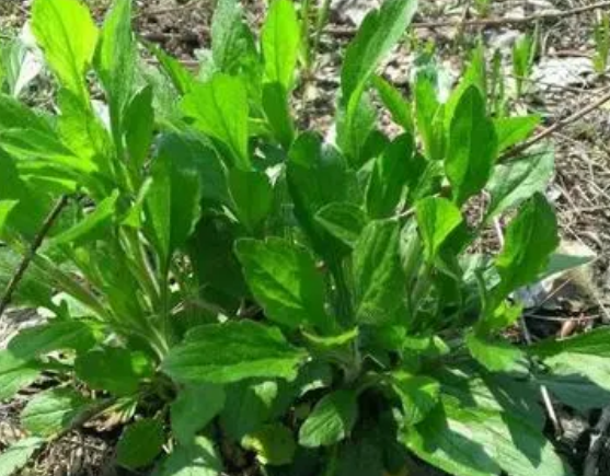 注意！路邊的野菜可不能亂采