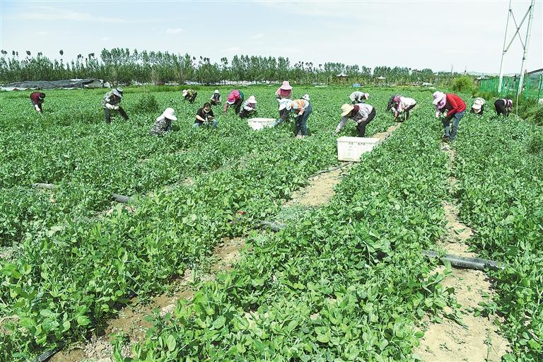 臨夏縣百益現(xiàn)代農(nóng)業(yè)公司種植的500多畝豌豆苗、甜豆等進入豐產(chǎn)期