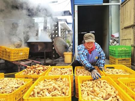 村民在康縣陽壩鎮(zhèn)陽壩村天麻種植大戶胡國強家加工天麻。