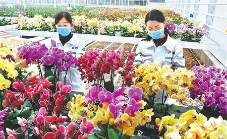 臨夏州和政縣工作人員在智能溫室內(nèi)對花卉進(jìn)行日常管護(hù)