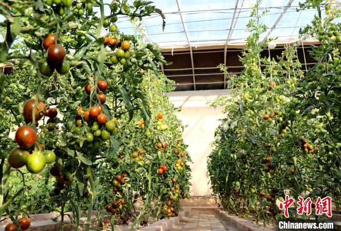 12月14日，甘肅省武威市民勤縣紅旗谷現(xiàn)代農(nóng)業(yè)產(chǎn)業(yè)園，溫棚內(nèi)“水果西紅柿”長勢良好?！●R愛彬 攝