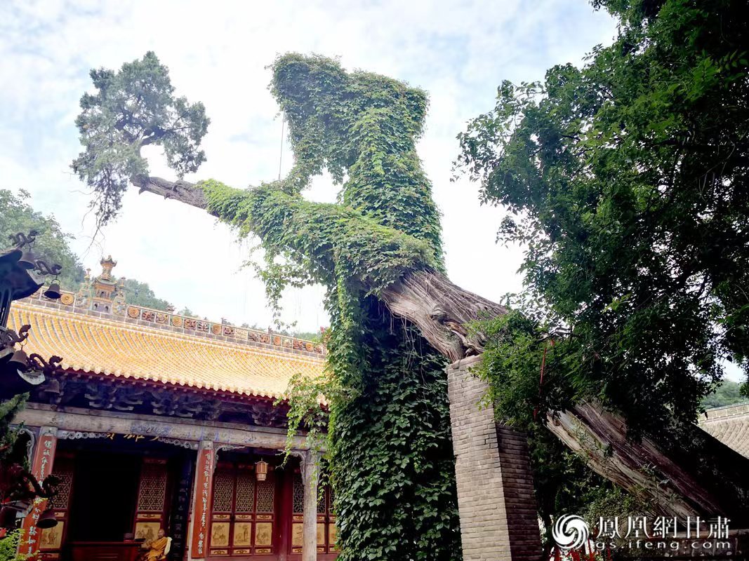 “山頭南郭寺，水號北流泉。老樹空庭得，清渠一邑傳?！倍鸥υ娭械摹袄蠘洹?，指的就是這株春秋古柏，為南郭寺的“鎮(zhèn)寺之寶”。胡江 攝