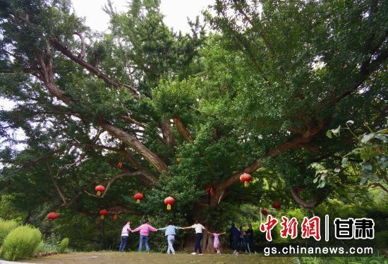 隴南徽縣境內(nèi)最古老的銀杏樹。當(dāng)?shù)貍髡f，它已有千年樹齡。（資料圖）殷春永 攝