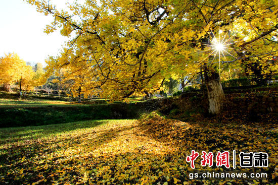 隴南徽縣銀杏樹最美的時(shí)候，當(dāng)屬每年的10月至11月。圖為樹葉已染黃的銀杏樹。張承榮 攝
