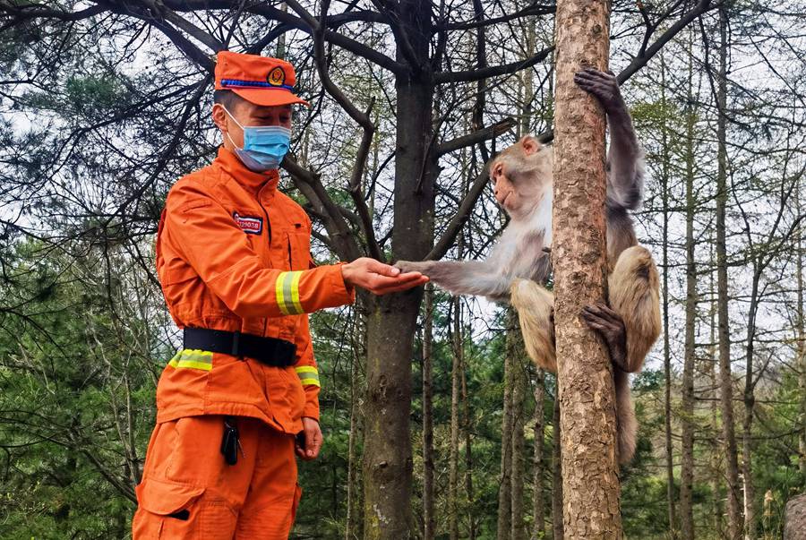 【甘快看】嗨！你好！甘肅隴南森林消防員巡護(hù)途中偶遇野生獼猴群