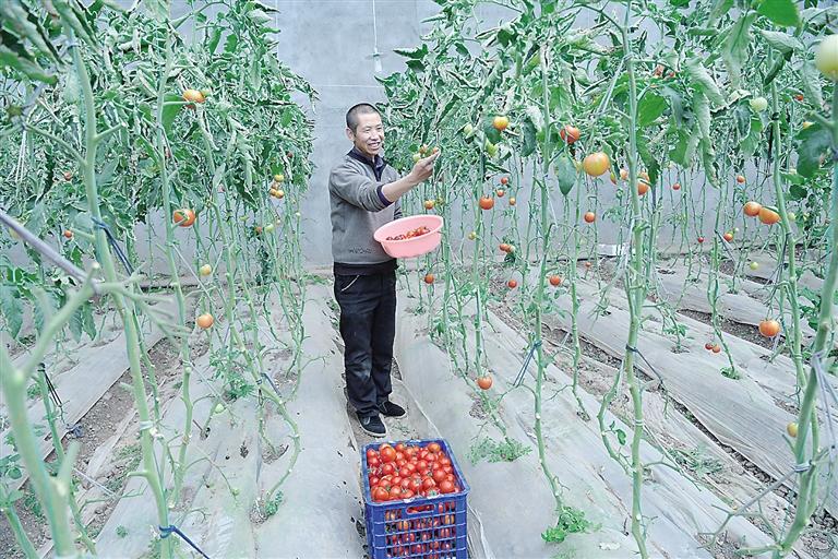 臨夏縣尹集、刁祁鎮(zhèn)易地扶貧搬遷后續(xù)產業(yè)園有日光溫室534座