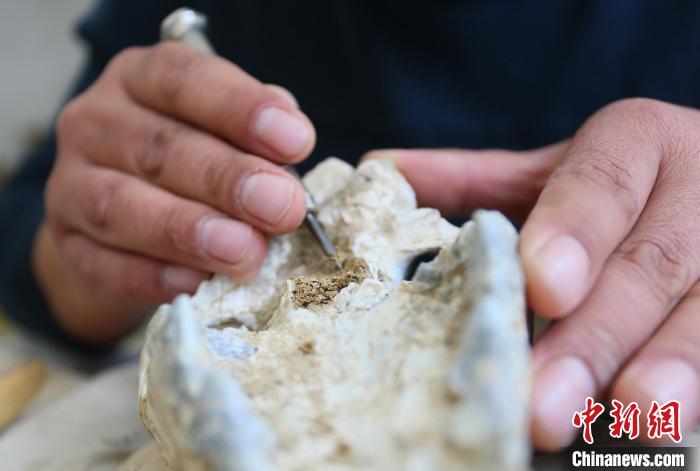 2022年6月，在和政古動物化石博物館內(nèi)，古生物化石修復師對化石進行修復。(資料圖) 高展 攝