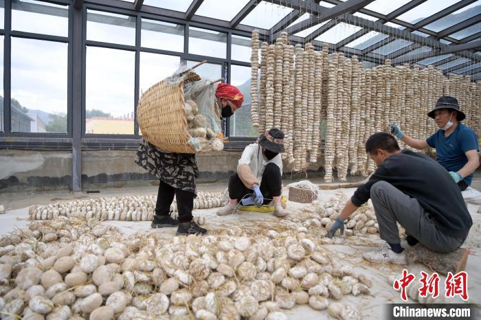 5月10日，甘肅省甘南藏族自治州迭部縣一青稞酒廠，工作人員用青稞面和青稞草等制成的曲坯用繩子串起來(lái)，方便掛起來(lái)曬干。九美旦增　攝