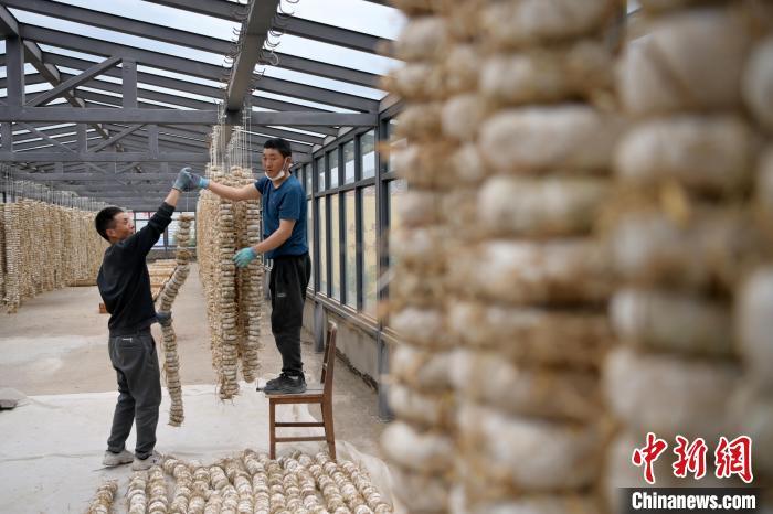 圖為5月10日，工作人員將用青稞面和青稞草等制成的曲坯用繩子串起來(lái)晾曬。九美旦增　攝