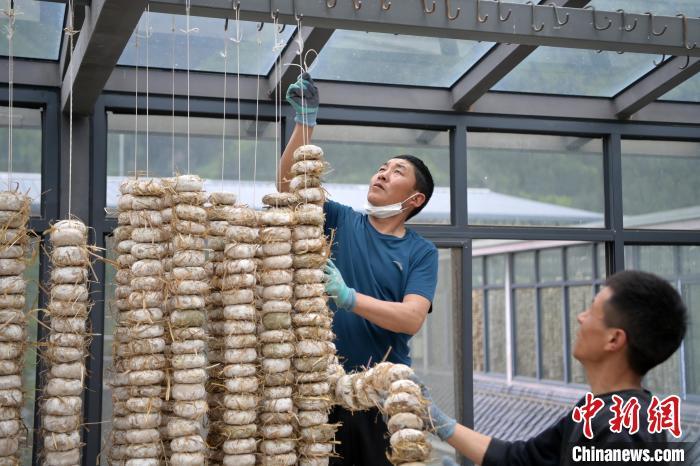 圖為5月10日，工作人員將用青稞面和青稞草等制成的曲坯用繩子串起來(lái)晾曬。九美旦增　攝