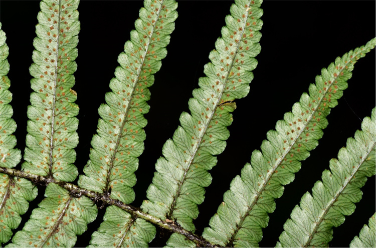 1730188489228986.jpg 12-2.jpg