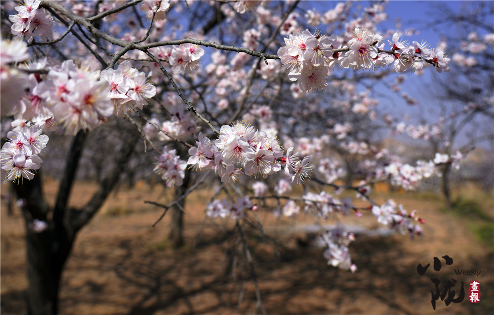 花果飄香邂逅愜意時(shí)光
