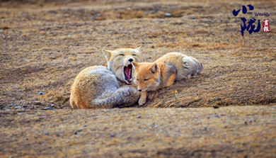 張掖：生態(tài)保護(hù)成效明顯 野生動物“組團(tuán)露臉”