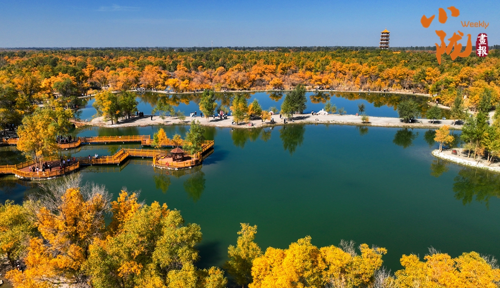 【小隴畫報·417期】金塔胡楊，甘肅秋景的“天花板”