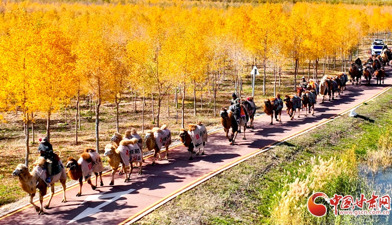 隴拍客丨張掖：胡楊林中駝鈴聲聲