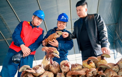 國網(wǎng)慶陽供電公司貼心服務(wù)賦能“仙草”飄香 