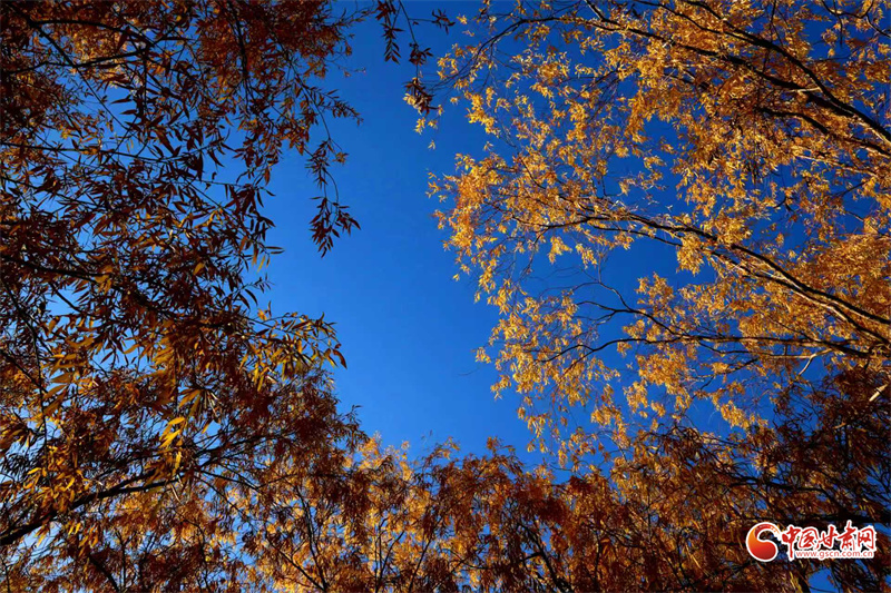 隴拍客丨臨澤小城秋景入畫