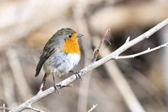 “明星鳥類”現身瓜州