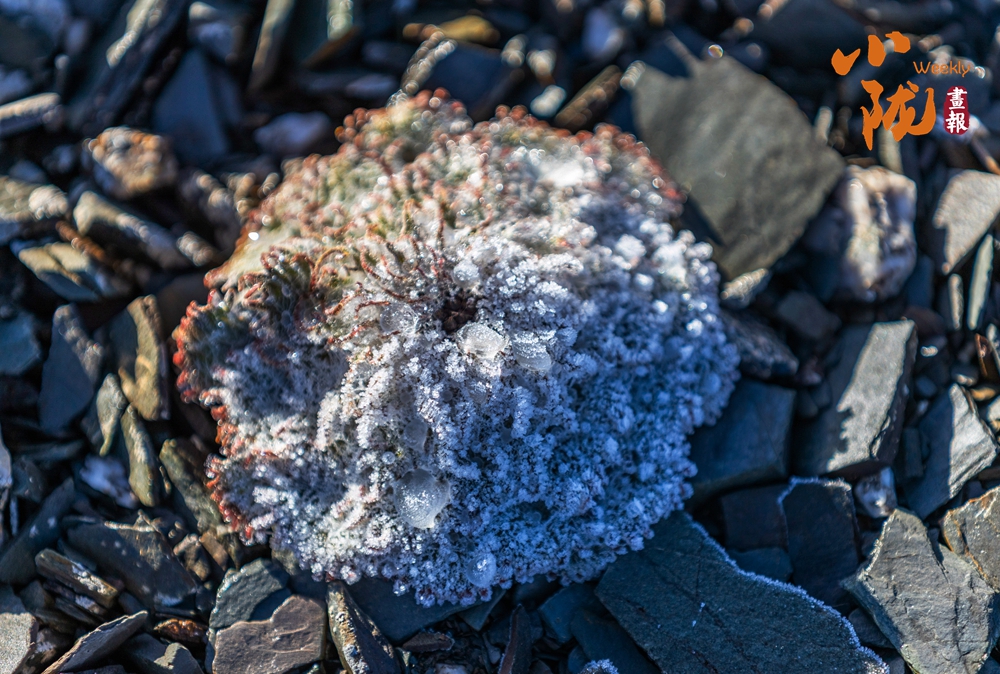 【小隴畫(huà)報(bào)·476期】張掖：植物無(wú)聲息 生命有回響