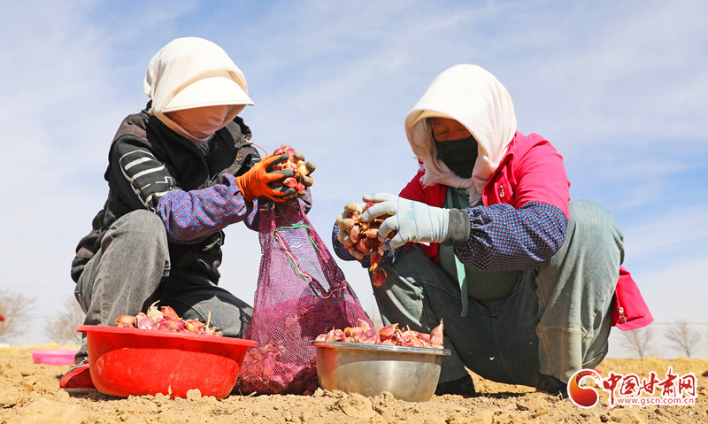 祁連山下紫皮大蒜種植忙