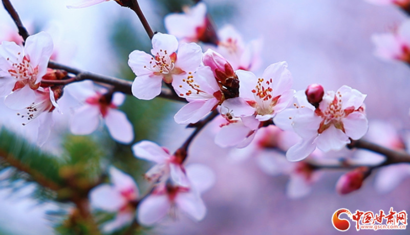 春動(dòng)隴原丨崇信春景：一城雙桃韻，滿目盡春情