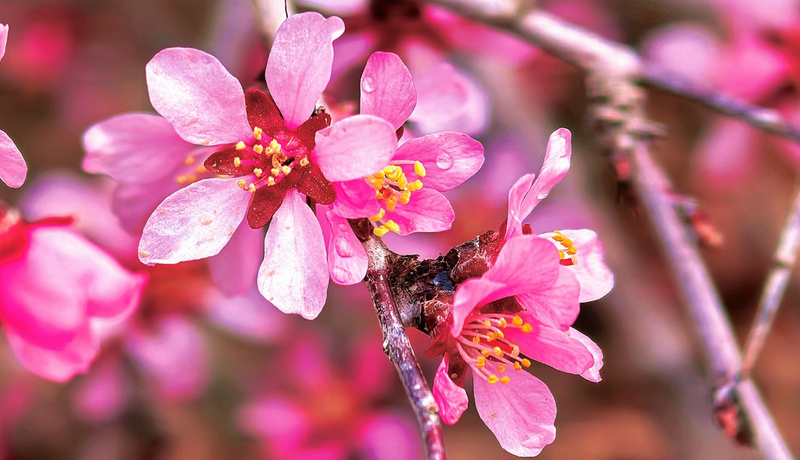 春動(dòng)隴原·隴拍客|一抹嫣紅凝崖壁 滿川春訊赴祁連