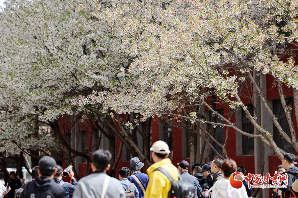 春動(dòng)隴原丨蘭州大學(xué)：櫻花樹(shù)下定格浪漫春光